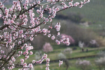 Almond tree blossom