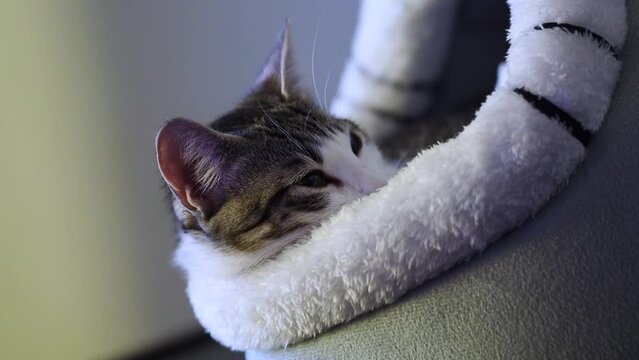 gatita acostada en su camita