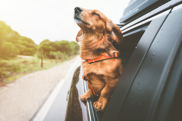 Dachshund dog riding in car and looking out from car window. Happy dog enjoying life. Dog adventure - obrazy, fototapety, plakaty
