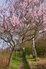 Fototapeta premium Almond tree blossom