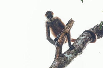Central american spider monkey on a tree looking out