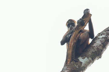 Central american spider monkey on a tree looking out