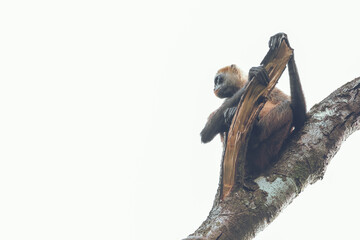 Central american spider monkey on a tree looking out
