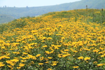 field of dandelions