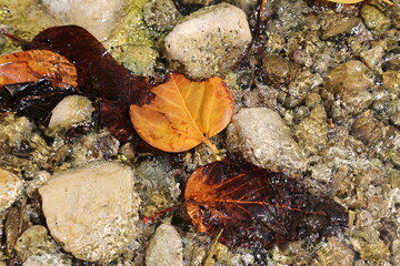 leaves on a river