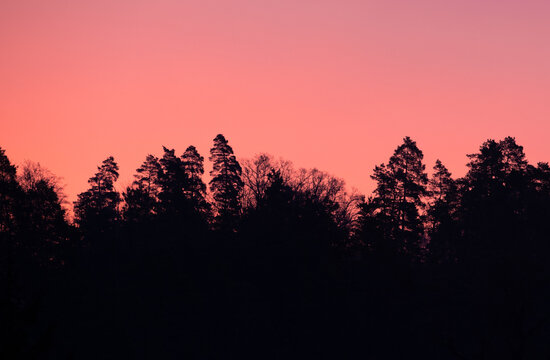 pink sky above the forest before sunrise