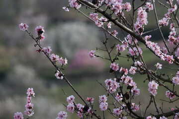 Almond tree blossom