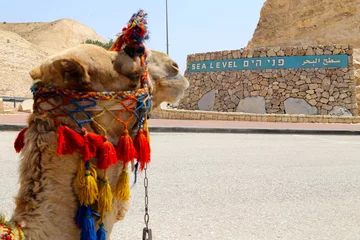 Zelfklevend Fotobehang camel in the desert © David Delgado