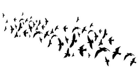 flying birds black silhouette isolated vector