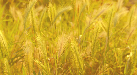 beautiful summer landscape, green fields of ripening wheat, rye, cereals, agricultural concept, growing crop, environmentally friendly plants, weeds, grain import, export abroad