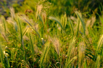 beautiful summer landscape, green fields of ripening wheat, rye, cereals, agricultural concept, growing crop, environmentally friendly plants, weeds, grain import, export abroad