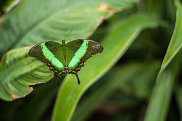 A green tropical butterfly with spread wings 