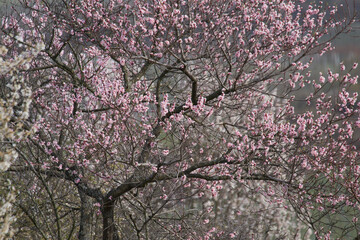 Almond tree blossom