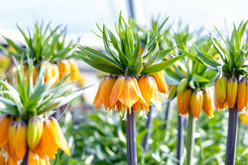 Fritillaria imperialis, the crown imperial, imperial fritillary or Kaiser's crown. This species is...