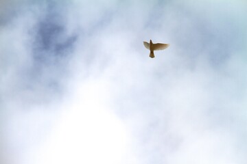 holy spirit dove in sky