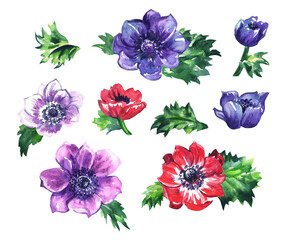 Multicolored anemones on a white background, isolated, a set of floral clipart for home decor, fabric and other surfaces based on a watercolor illustration.