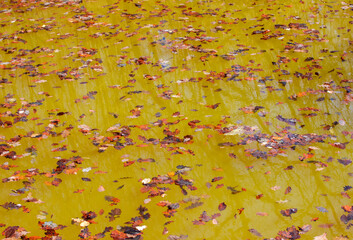 Yellowed leaves on the surface of dirty water