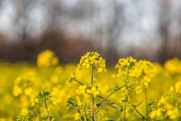 A close up of vibrant yellow canola/oilseed rape flowers, with a shallow depth of field