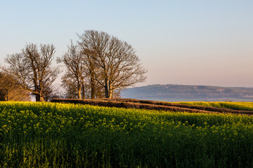 A Rural Sussex View with a Canola Field in the Evening Sunshine