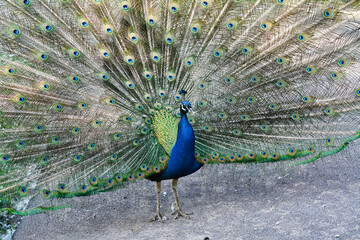 Obraz premium Un pavone in un parco.