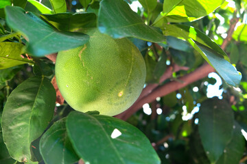 citrus trees. image citrus tree. citrus fruit.