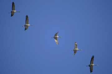 grues en file indienne