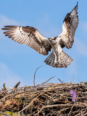 An osprey flying into nest - Washington State  - 495008598