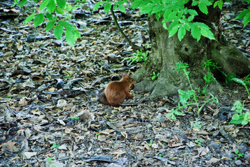 Uno scoiattolo rosso in un parco. 