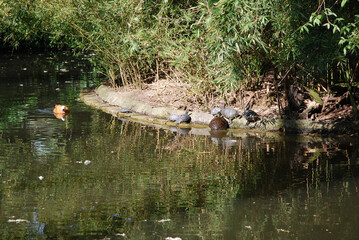 Lo stagno del Parco Bucci a Faenza, Italia.