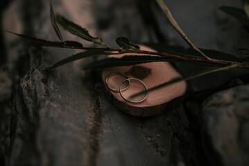 Two wedding rings on a tree. Wedding concept. Tinted image. selective focus
