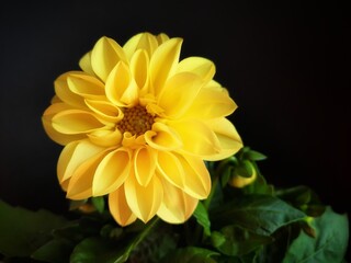 yellow flower on black background 