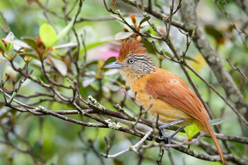 choca-barrada (Thamnophilus doliatus)