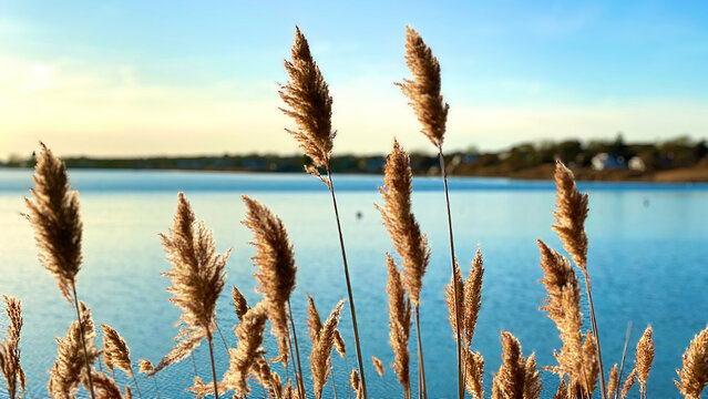 Marsh Grass at Ocean in Chatham, Cape Cod