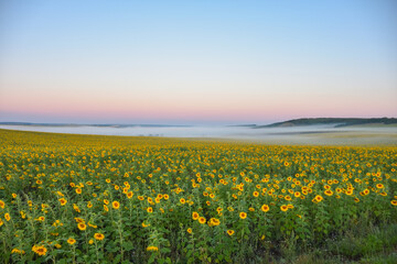 field of sunflowers in morning fog, meadow in fog, morning fog in field