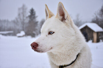 husky portrait, closeup dog in winter