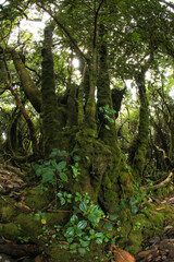 Close-up of the giant roots of Florida Strangler Fig ( Ficus aurea )