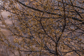 cherry blossom , Sakura, Prunus serrulata 'Kanzan' or 'Sekiyama'  Natural light. High quality photo, in early spring March  day in botanical garden Romania
