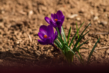 crocus- Spring growing flowers and nature that comes alive, Beautiful Purple,liliac yellow crem...