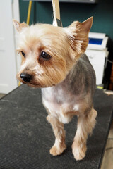 a small Yorkshire Terrier dog stands on a black grooming table after a haircut in a grooming salon. short haircut for york with stripes on the back