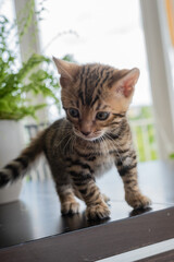 Lovely bengal kitten is playing on table