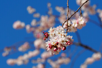 a blooming tree with pink flowers on a blue sky background. cherry blossoms. a branch of a flowering tree is close