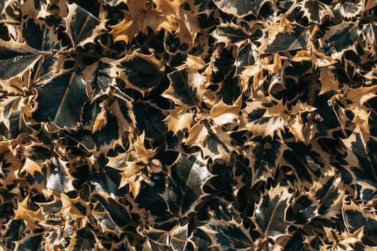 Rough leaves in green and yellow colors natural background . 