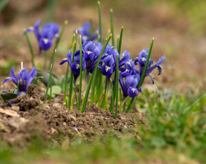 purple crocus flowers, Iris reticulata