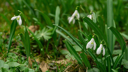 Obraz premium Close up of common snowdrops in bloom. Сommon snowdrop (Galanthus nivalis) flowers in natural green background. High quality photo