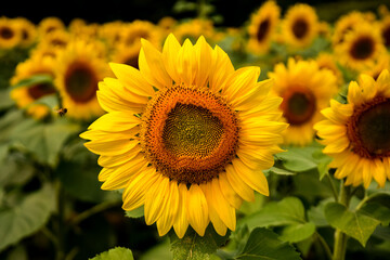 Obraz premium Sunflower standing tall on a sunny day.