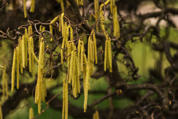 Corylus americana- the American hazelnut[1] or American hazel,[2] is a species of deciduous shrub in the genus Corylus, Catkins hanging on a tree branch in early 