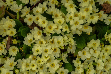 Primrose flowers (Primula vulgaris). Spring primroses yellow flowers, primula polyanthus, white primroses in spring woods. Herbal Medicine, cough syrup, Spring flowers. Blooming primrose or primula