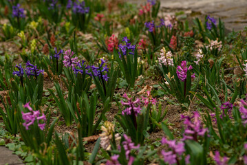 Spring glade in forest with flowering pink and purple hyacinths in sunny day in nature. Colorful natural spring landscape with with flowers, soft selective focus.