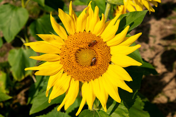 Bees gathering pollen from sunflowers on a sunny day.
