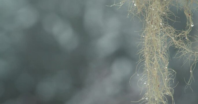 Bearded Lichen Tree Moss with Blurry Background